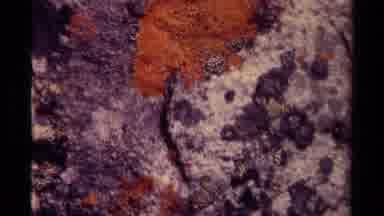 Canada (1979): Rock In Forest