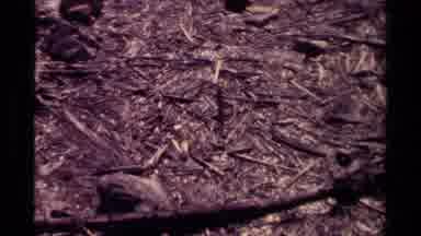 Canada (1979): Closeup Of The Forest Floor Full Or Dropped Leaves And Tree Bark