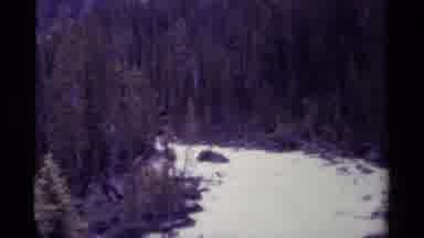 Canada (1979): Rushing Waters In The Forest