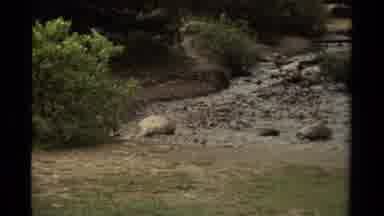 Canada (1979): An Animal Moving Around A Creek Bed Surrounding Around Grass
