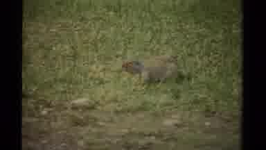 Canada (1979): A Furry Gopher Rodent Gnawing In The Green Grass Eating In The Wild