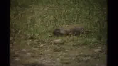 Canada (1979): Squirrel Searching For Hidden Food On The Wonderful In The Grass
