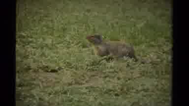 Canada (1979): Small Rodent Roaming Around Grassland Area Looking For Food