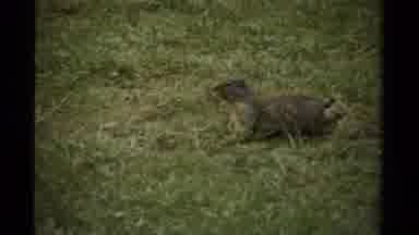 Canada (1979): Squirrel Basks In The Sun On Short Cut Grass Looking For Food