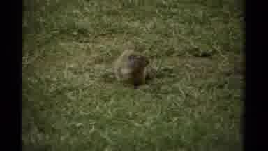 Canada (1979): Prairie Dog In The Green Grass Looking For Food With Calm Waters