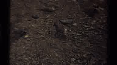 Canada (1979): Mountain Goat Walking On Rocky Terrain View Of Mountains And Clouds