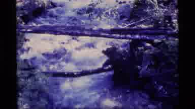 Alaska USA (1977): Green Plant Zoomed Out Cut To A Running Stream Of Water Over