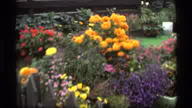 Alaska USA (1977): Gorgeous Flower Garden With Many Colorful Flowers Zooming In On