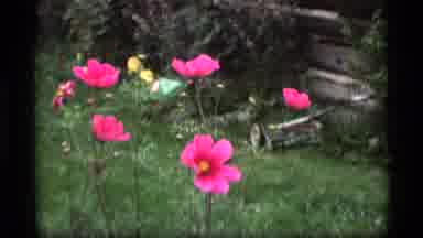 Alaska USA (1977): Pink And Yellow Flowers Grow Beautifully In A Backyard Garden