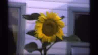 Alaska USA (1977): Bright Yellow Giant Sunflower And Cabbages On A Clear Day