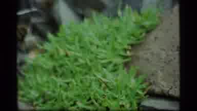 Alaska USA (1977): Vintage Style Film Polychrome Pass Opening Footage Followed By