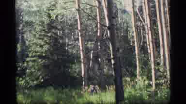 Alaska USA (1977): Backpacker Walking Through The Woods With An Image Of A Snow