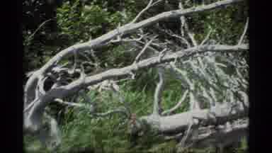 Alaska USA (1977): Even As It Is Falling For The Final Nap It Will Rise Again As