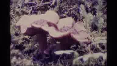 Alaska USA (1977): Shot Of Rare Wide Pink Flowers In The Grass Then A View Of