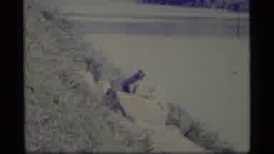 Alaska USA (1977): Jaguar With River