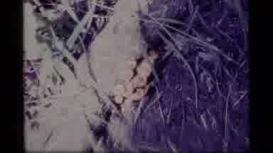 Alaska USA (1977): Camera Looks At Mountains And Then Zooms In On Some Mushrooms