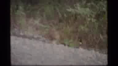 Alaska USA (1977): Bird Walking In An Environment Of Mountains
