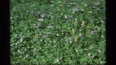 ALASKA USA-1977: Camera Pans Across A Lush Green Landscape As The New Plants