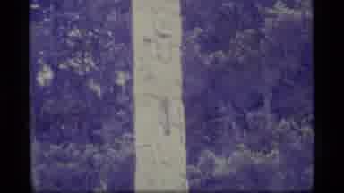 Alaska USA (1977): Large Strong Birch Tree Stands Alone In A Vast Forest