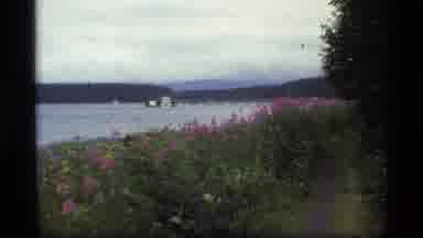 Glacier Bay Alaska USA (1977): Nature In Its Purest Form Amazing Flowers And A