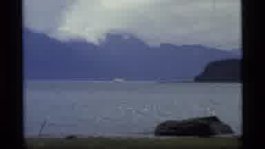 Glacier Bay Alaska USA (1977): Birds Fly Freely In Pack While Boat Cruises Through