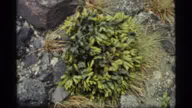 Glacier Bay Alaska USA (1977): Various Plans And Pink Flowers Growing On The Side