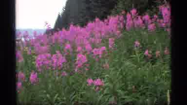 Glacier Bay Alaska USA (1977): A View Of A Beautiful Forest With Pretty Colorful