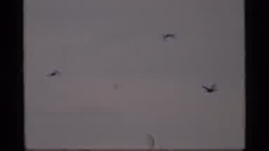 Glacier Bay Alaska USA (1977): Shot Of Three Birds Flying Shot Of Bird Still Shot