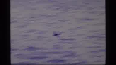 Glacier Bay Alaska USA (1977): Birds Are So Amazing At Flying Over Big Lakes Or