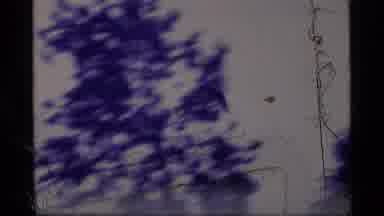 Glacier Bay Alaska USA (1977): Bird Flying Over Trees And Swimming Seals Near A