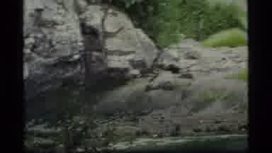 Glacier Bay Alaska USA (1977): Bird Takes Flight Across Valley With Beautiful