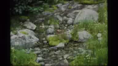 Glacier Bay Alaska USA (1977): Beautiful Scenery Featuring Green Grass Flowers And