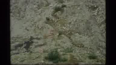 Glacier Bay Alaska USA (1977): Hungry White Wolf Find In The Mountains