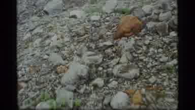 Glacier Bay Alaska USA (1977): A Close Up Of A Larger Brown Rock Among Many