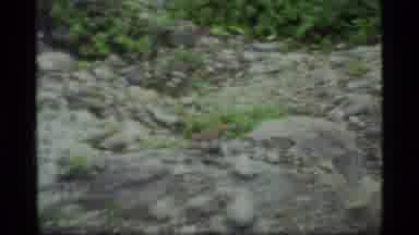 Glacier Bay Alaska USA (1977): A Busy Bird On The Move Scaling Rocks Blending In