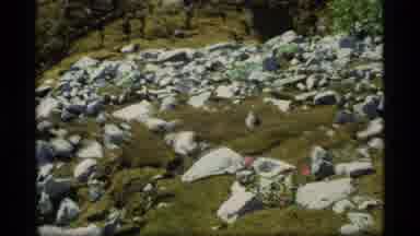 Glacier Bay Alaska USA (1977): This Looks Like A Nice Video With Big Rocks Just