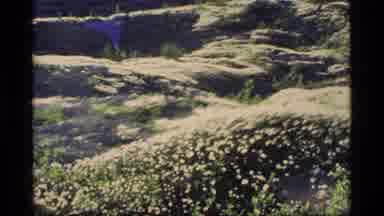 Glacier Bay Alaska USA (1977): Panning Across A Bumpy Meadow Filled With Small