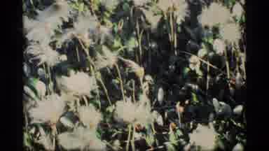 Glacier Bay Alaska USA (1977): A View Of Many Unique Flowers Growing In The Forest
