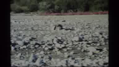 Glacier Bay Alaska USA (1977): An Animal Walking In The Dry Rock Dessert