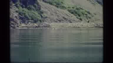Glacier Bay Alaska USA (1977): Animal Swimming In Lake Water On A Bright Sunny Day