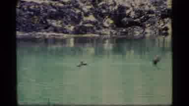Glacier Bay Alaska USA (1977): Ducks Flying Over A Beautiful Green Lake And View