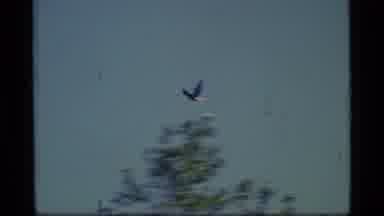 Glacier Bay Alaska USA (1977): Shot Of Single Bird Flying Through Trees Shot Of