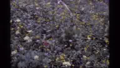 Sapphire Lake Montana USA (1977): In Pond So Many Flowers Are Blossoms It Is So