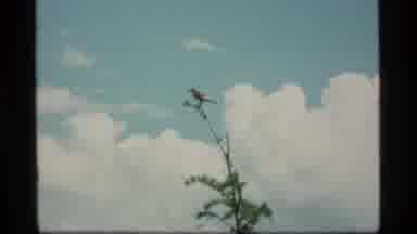 Sapphire Lake Montana USA (1977): Beautiful Bird Glistens In The Sunlight While