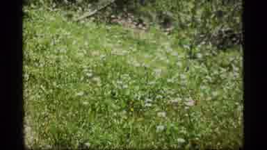 Sapphire Lake Montana USA (1977): Green Flowering Brush In The Wilderness With