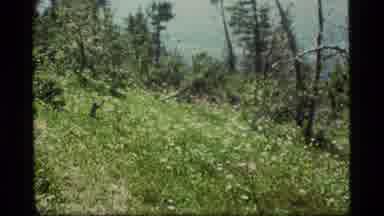Sapphire Lake Montana USA (1977): Beautiful Flowers In The Wilderness Wild Flowers