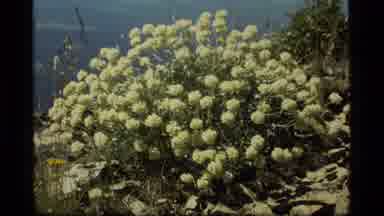 Sapphire Lake Montana USA (1977): Bees Flying And Pollinating Yellow Flowers On A