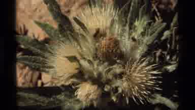 Sapphire Lake Montana USA (1977): Even These Sticky Plants Have A Beauty About