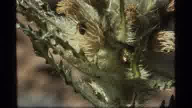Sapphire Lake Montana USA (1977): Insect On Green Blooming Cactus In The Desert