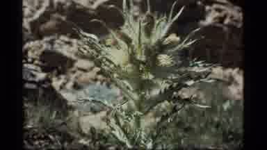 Sapphire Lake Montana USA (1977): A View Of Unique Flowers And Plants Growing In